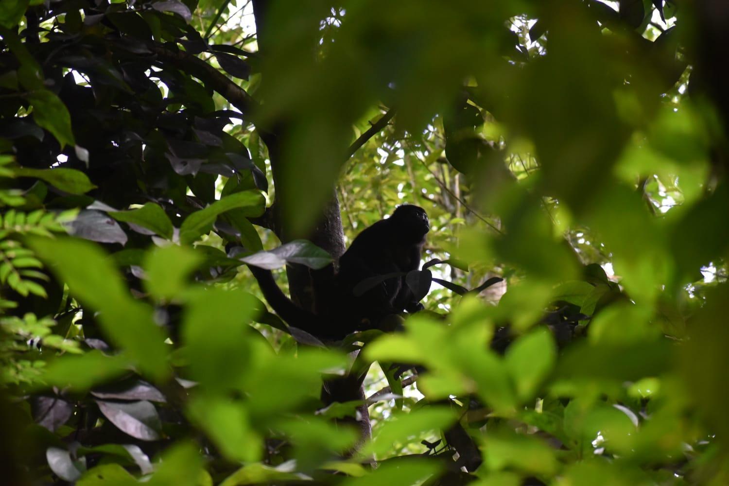 Sunshine Sanctuary Boutique Jungle Lodge Монтесума Экстерьер фото